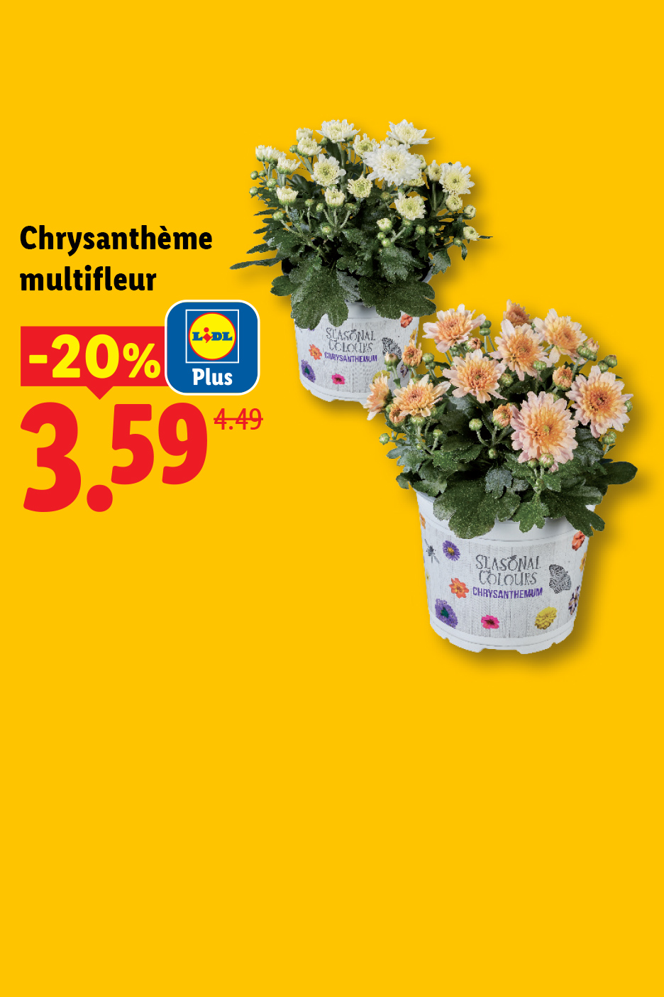 Deux chrysanthèmes multifleurs en pot, l'un blanc et l'autre orange, avec une offre de -20%.
